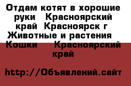 Отдам котят в хорошие руки - Красноярский край, Красноярск г. Животные и растения » Кошки   . Красноярский край